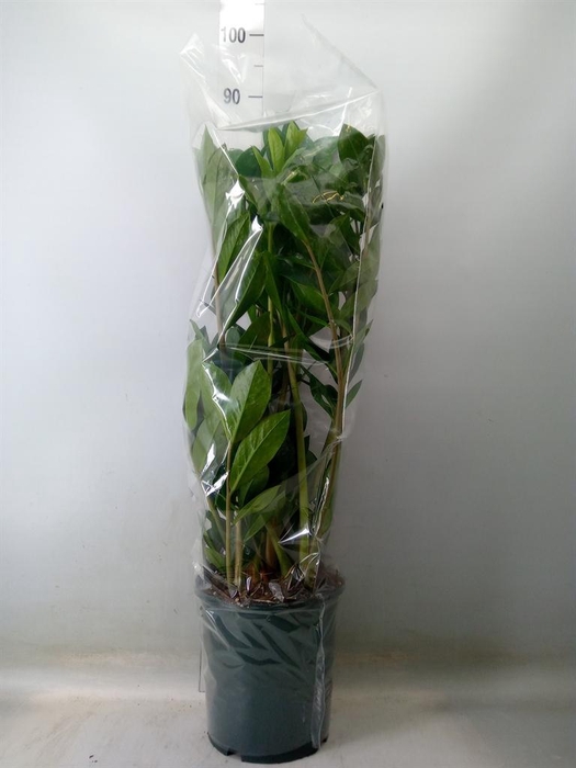 <h4>Zamioculcas zamiifolia</h4>