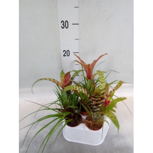 Bromelia   ...mix