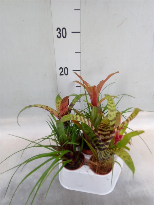 <h4>Bromelia   ...mix</h4>