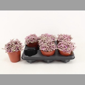 CALLISIA REP ROSATO