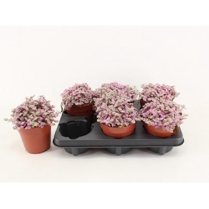 CALLISIA REP ROSATO
