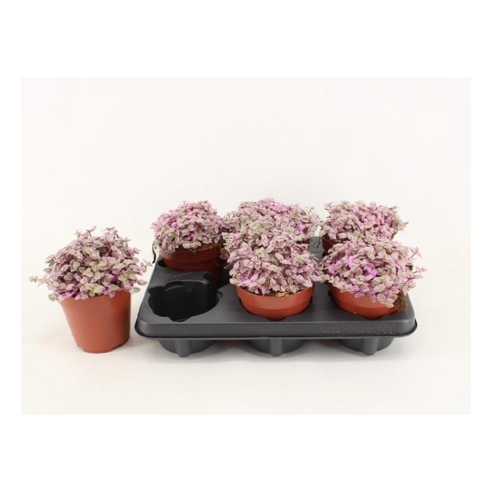 <h4>Callisia Rep Rosato</h4>