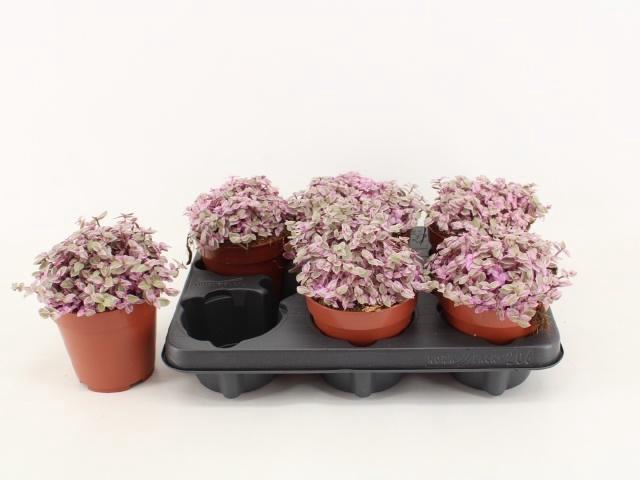 <h4>CALLISIA REP ROSATO</h4>