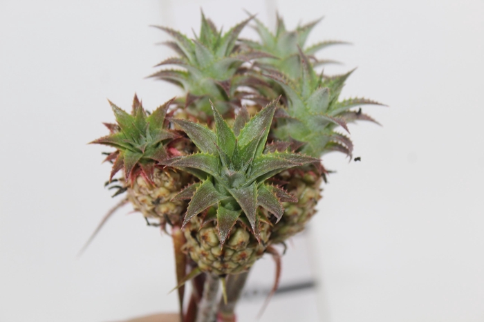 <h4>ANANAS LUCIDUS</h4>