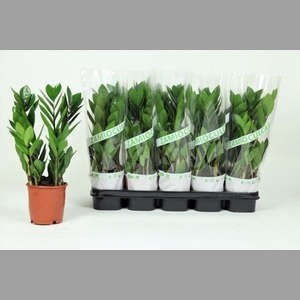 ZAMIO ZAMIIFOLIA