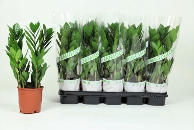 <h4>ZAMIO ZAMIIFOLIA</h4>