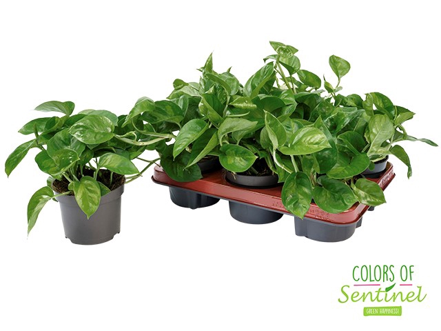 Epipremnum pinnatum Global Green 12Ø 25cm