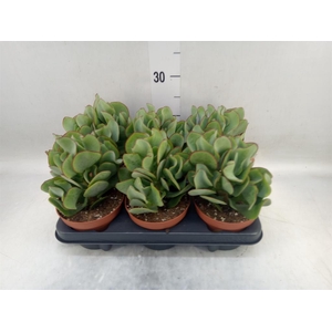Crassula arborescens