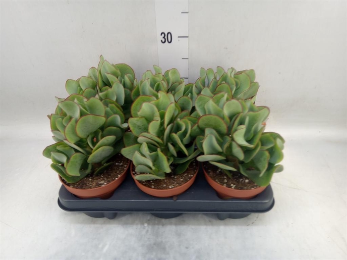 <h4>Crassula arborescens</h4>