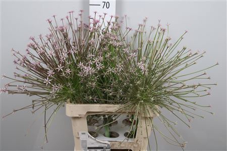 <h4>Allium Schubertii</h4>