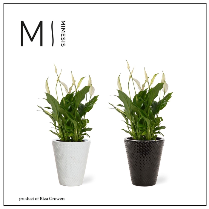 <h4>Spathiphyllum 13 cm Bellini in Elma</h4>