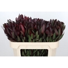 Leucadendron Saf Sunset Dark Red