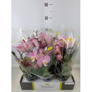 Phalaenopsis   ...rose