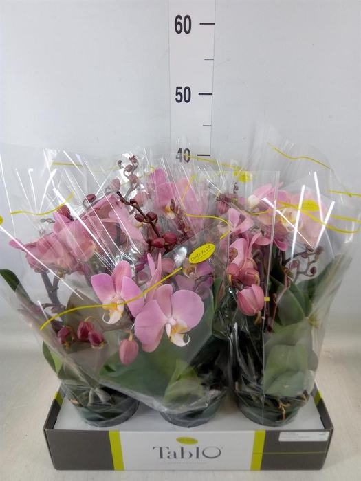 <h4>Phalaenopsis   ...rose</h4>