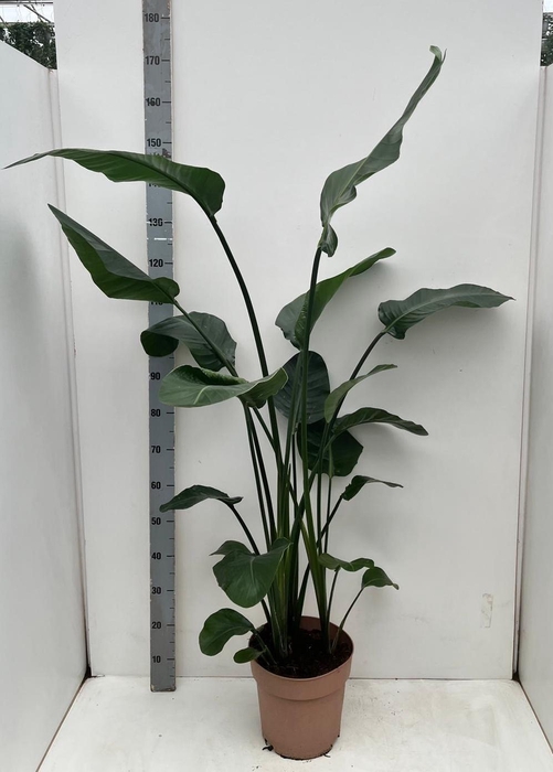 <h4>STRELITZIA NICOLAI</h4>