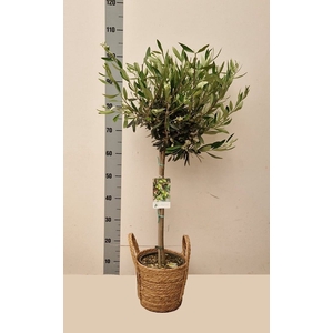 OLEA EUROPAEA