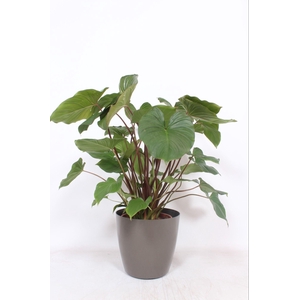 Homalomena 'Maggy' in San Remo 