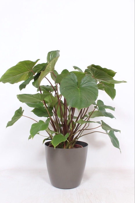 <h4>Homalomena 'Maggy' in San Remo "taupe"</h4>