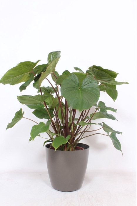 <h4>Homalomena 'Maggy' in San Remo "taupe"</h4>