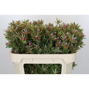 Leucadendron Ayoba Star Pearl