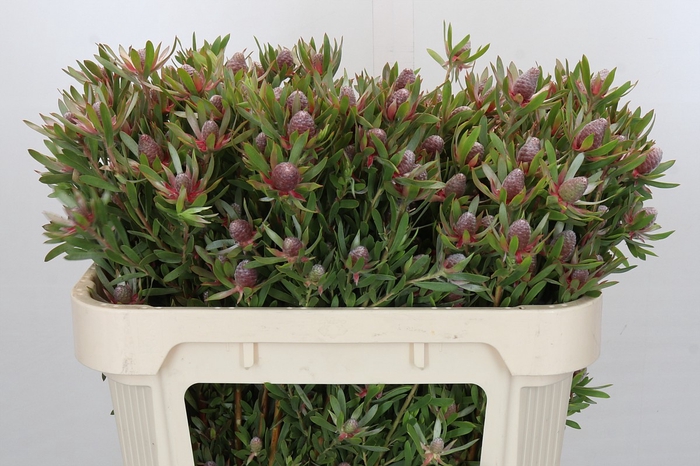 <h4>Leucadendron Ayoba Star Pearl</h4>