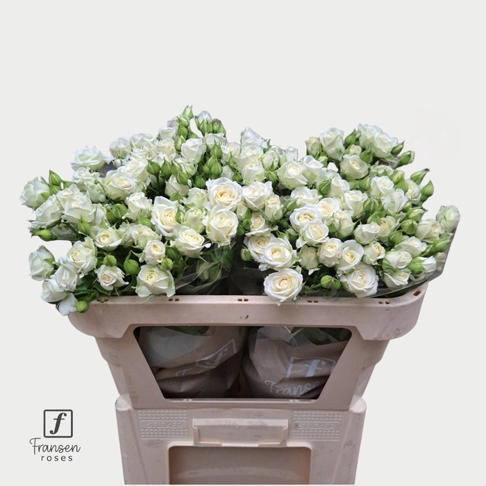 <h4>Rosa spray josephine</h4>