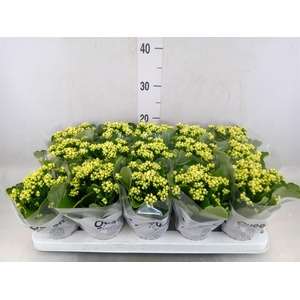 Kalanchoe  'RoseFlow Greta'