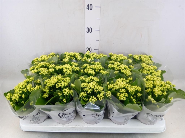 <h4>Kalanchoe  'RoseFlow Greta'</h4>