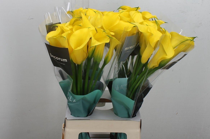 <h4>Zant Gold Medal</h4>