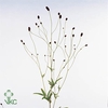 Sanguisorba Naturel Droog 150cm P/tk