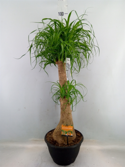 <h4>Beaucarnea recurvata</h4>