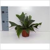 Platycerium Bifurcatum 12 Cm. Pot