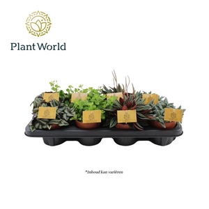 Gemengde tray 10,5cm