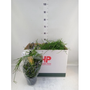 Rhipsalis floccosa