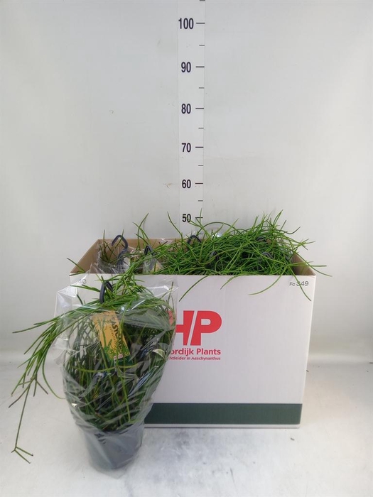 <h4>Rhipsalis floccosa</h4>