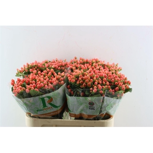 Hyp Mag Royal Princess