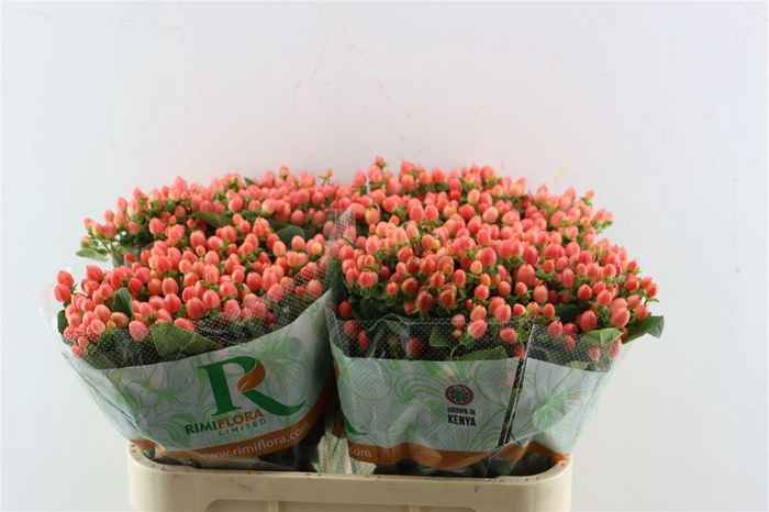 <h4>Hyp Mag Royal Princess</h4>