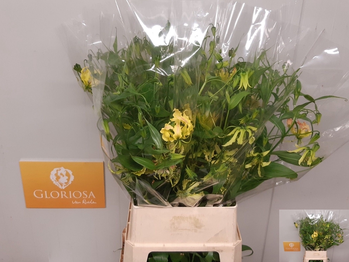 <h4>GLORIOSA LUTEA</h4>