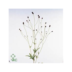 Sanguisorba officinalis