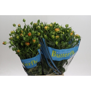 Ranunculus Butterfly Minerva