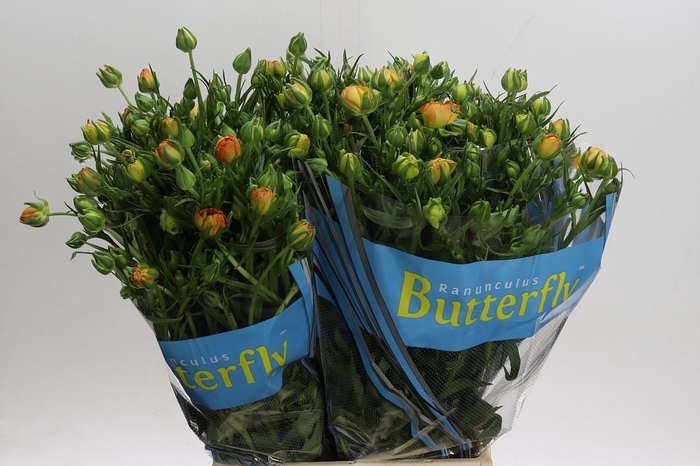 <h4>Ranunculus Butterfly Minerva</h4>