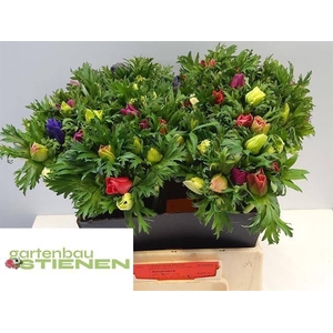 ANEM CO MONA LIS MIX