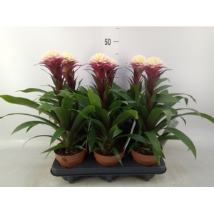 Guzmania   ...