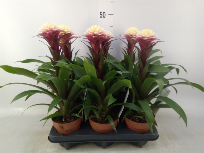 <h4>Guzmania   ...</h4>