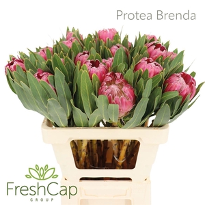 Protea 'Brenda'