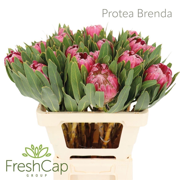 <h4>Protea 'Brenda'</h4>