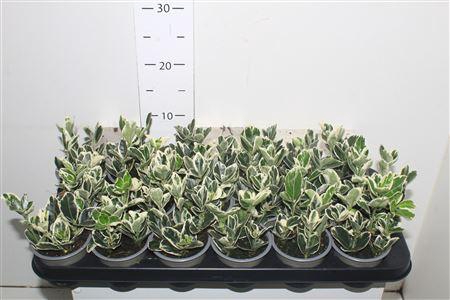 <h4>Euonymus Jap Kathy</h4>