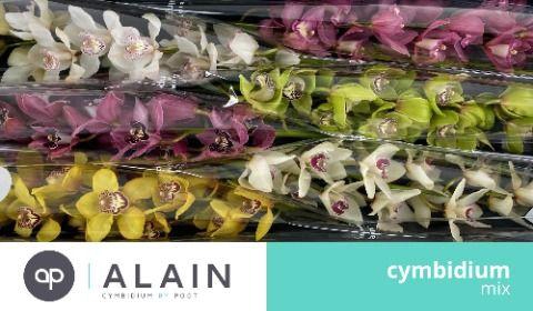 <h4>MIX 40cm x 16.</h4>