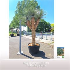 Yucca rostrata 