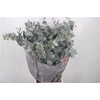 Euc Cinerea Per Bunch 400 Gram
